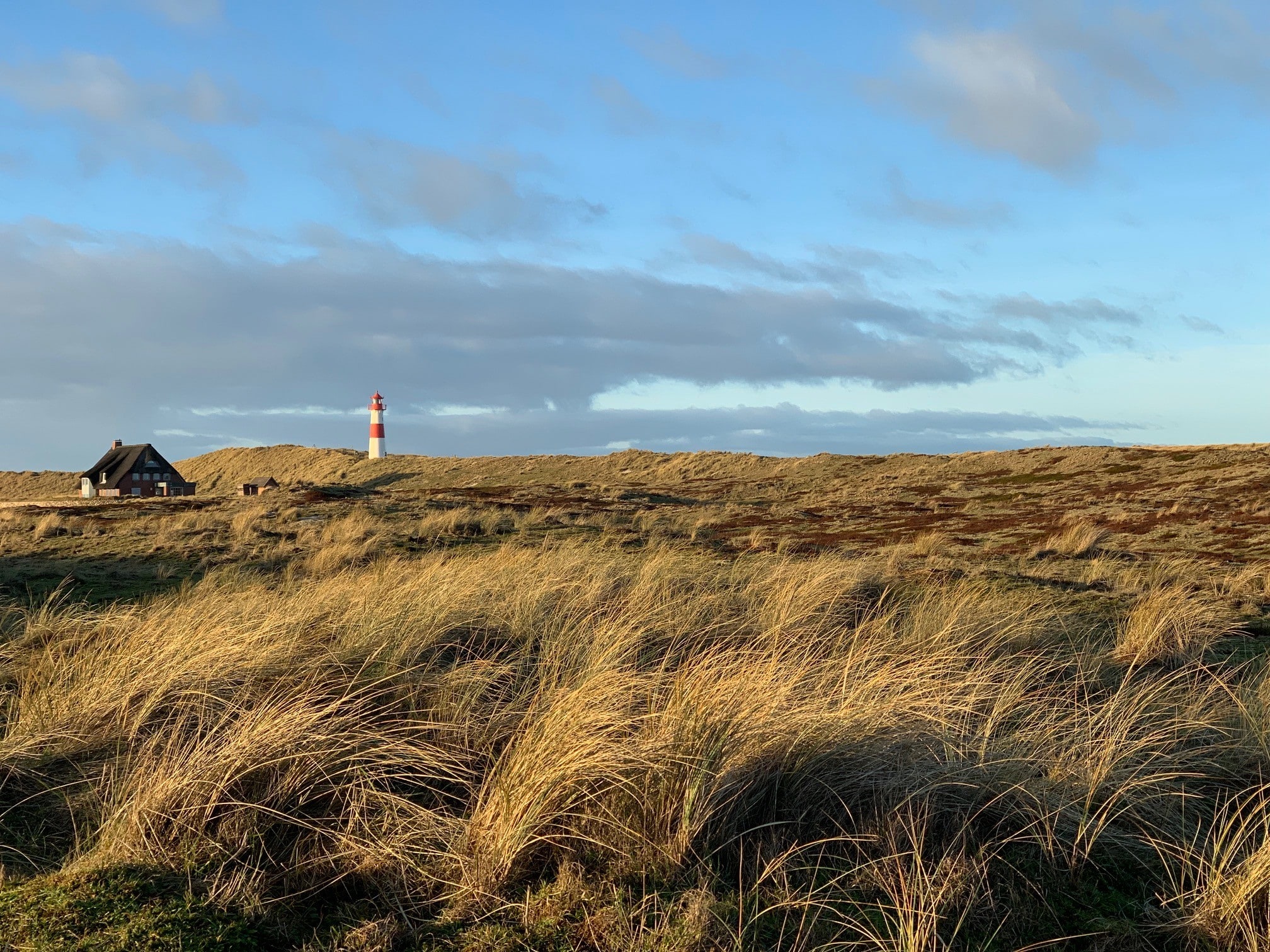 Der Leuchtturm List-Ost im goldenen Dünengras auf Sylt