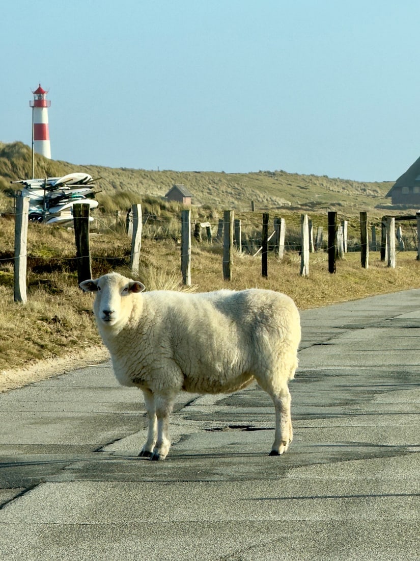 Inselschaf auf der Straße vor dem Leuchtturm List-Ost